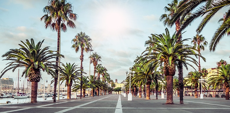 Palm lined street of McAllen, Texas